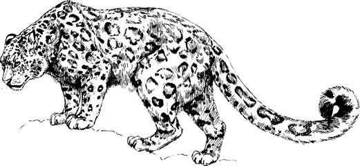 vector snow leopard, irbis wild cats illustration