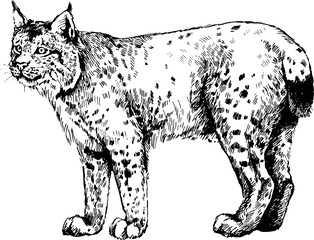 vector wild cats lynx illustration © Elena