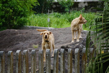 dogs barking on the rock