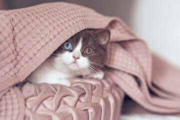 Edel - imposante Britisch Kurzhaar Katze kuschelt