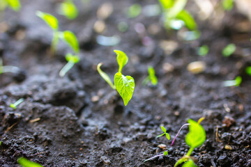 sprouted pepper sprouts in spring