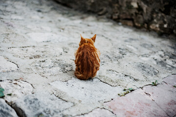 cats