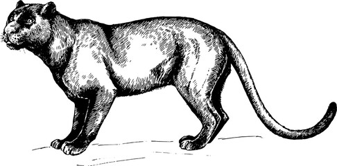 vector black Panther wild cats illustration © Elena