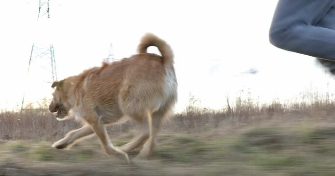 Man running with his terrier dog. Close up of dog and owner legs during running. Male owner running with a dog in nature while sunset. Running with the best friend, fast side tracking 4K