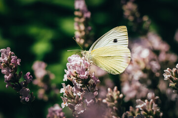 white butterfly sitting on a pink plant with a green background in the Czech nature. Detail of a very rare Pieris rapae. Insect biodiversity in the Czech lands. cabbage butterfly