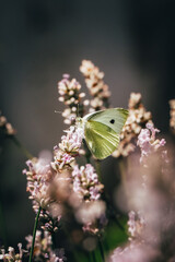 white Pieris rapae sits on a plant in the wild Czech nature and rests after a demanding flight. cabbage butterfly of the whites-and-yellows family Pieridae. Biodiversity of the Czech landscape. Insect