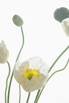 Poppies