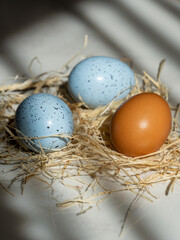 Obraz premium Two Easter blue egg with one Easter usually egg in the hay, beautiful background with shadows