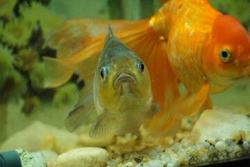 kingyo aquarium