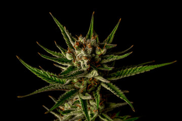 Naklejka na ściany i meble S.A.G.E. variety of marijuana ripened flower with black and gray background