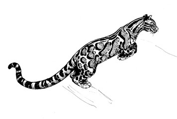 clouded leopard wild cats illustration