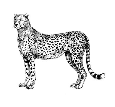 Cheetah, guepard wild cats illustration