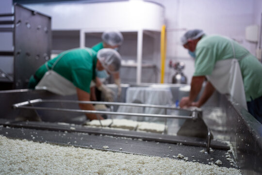 Curd Milk And Cheese Factory Workers.