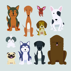 Dogs collection. Vector illustration of different breeds dogs in flat style