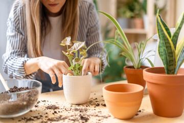 Woman gardeners taking care and transplanting plant a into a new white pot on the wooden table. Home gardening, love of houseplants, freelance. Spring time. Stylish interior with a lot of plants. 