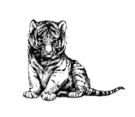 wild cats illustration kitten tiger cub