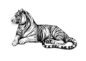 Fototapeta na wymiar set wild cats illustration, tiger