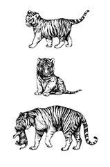 Fototapeta na wymiar set wild cats illustration, tigress, kitten tiger cub