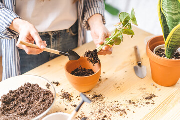 Woman gardeners taking care and transplanting plant a into a new ceramic pot on the wooden table. Home gardening, love of houseplants, freelance. Spring time. Stylish interior with a lot of plants. 