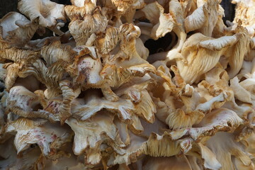 mushroom textures