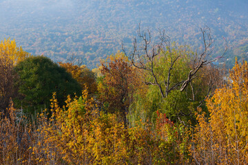 Fototapeta na wymiar Autumn trees with beautiful bokeh, Armenia