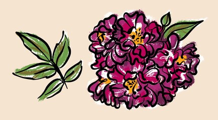 The flower of a bushy climbing pink rose. Illustration of a vector on an isolated background.