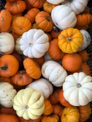 pile of pumpkins