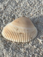 shell on the sand