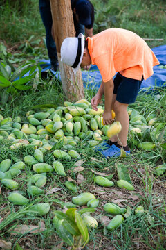 Mango Harvest