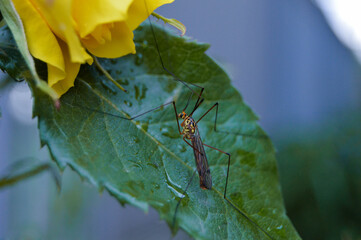 big mosquito / Tipulidae on yellow rose