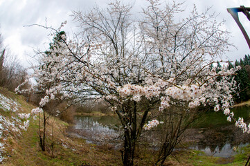 Cherry blossom isolated with blur forest flower background, beautiful white flowers in spring.