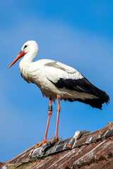 Der Storch wartet auf seinen Partner