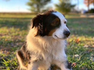 Fototapeta premium border collie dog
