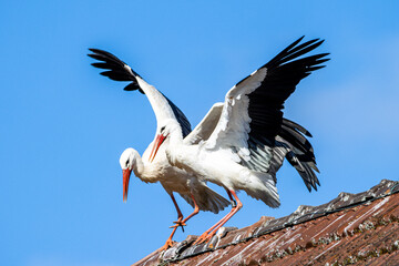 Landung des Storch Partners
