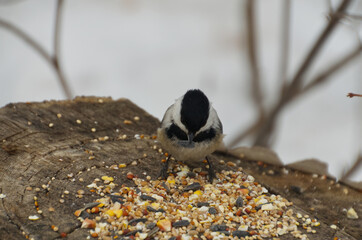 Black-capped Chickadee (Poecile atricapillus) having Lunch