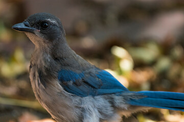 A Jay Bird at Rest