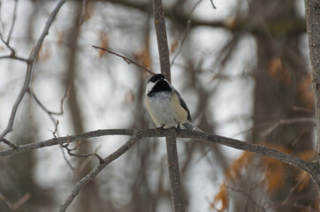 Black-capped Chickadee (Poecile atricapillus) perched on a Tree Branch
