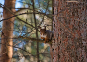 A ginger squirrel with a gray tint and a white breast, with fluffy ears, sits on a pine branch in the shade of a forest on a sunny spring day.