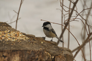 Black-capped Chickadee (Poecile atricapillus) having Lunch