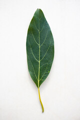 Close-up of single hass avocado tree leaf placed vertically on a white textured background with empty space for text