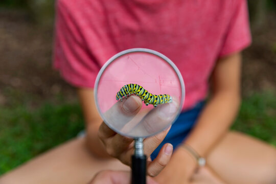 Close up image of Caterpillar through Magnifying glass