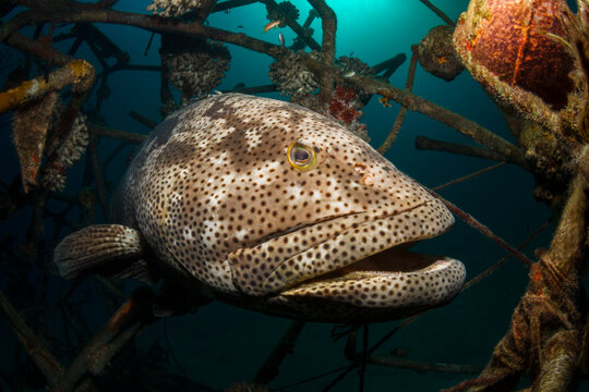 Big malabar grouper fish