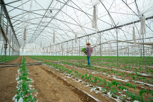 A farmer carrying a crate with seedlings