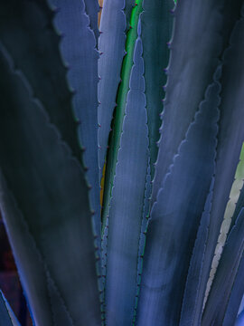 agave