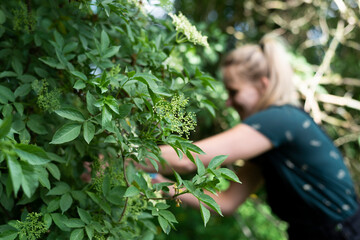 Elderflower picking