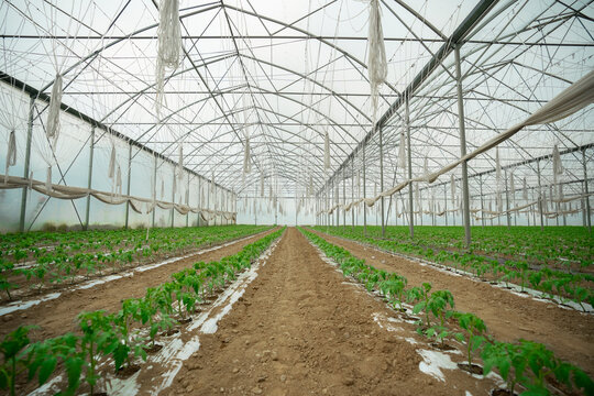 Big Organic Greenhouse garden