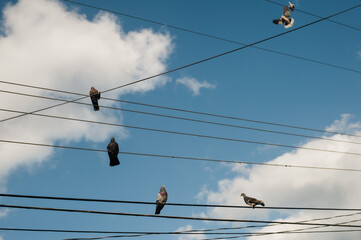 Pigeons sit on electric wires against deep blue sky