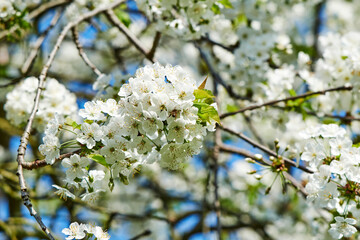 Spring impressions with fruit blossoms in the sunshine in front of the vibrant color of the blue sky.