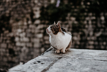 cats