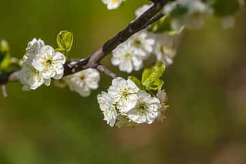 plum tree blossoming branches on green